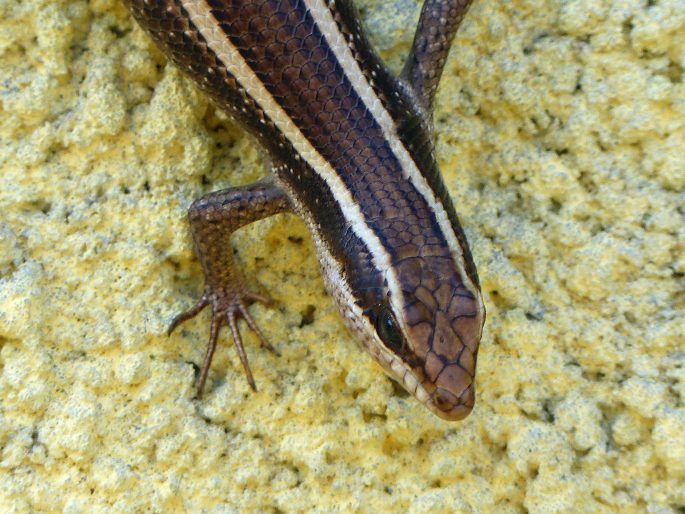 Trachylepis striata, mabuja páskovaná