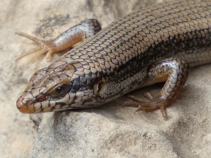 Trachylepis tessellata, mabuja