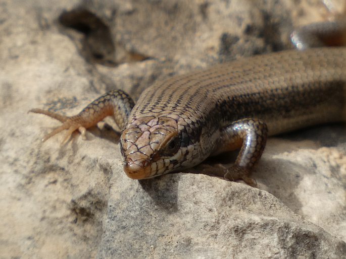 Trachylepis tessellata, mabuja