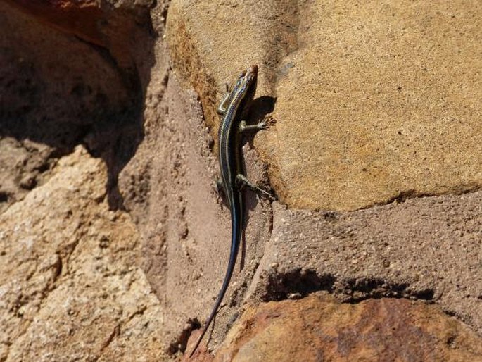 Trachylepis margaritifera, mabuja perleťová