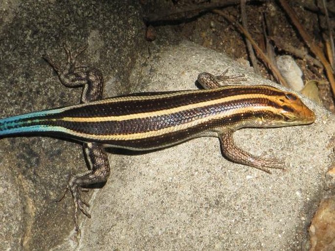 Trachylepis margaritifera, mabuja perleťová