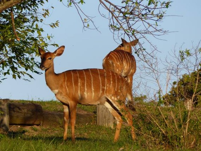 Tragelaphus angasii, nyala nížinná