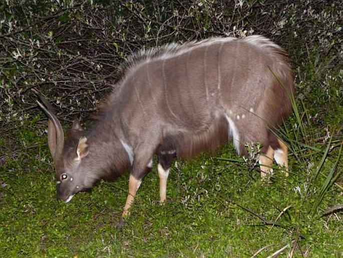 Tragelaphus angasii, nyala nížinná