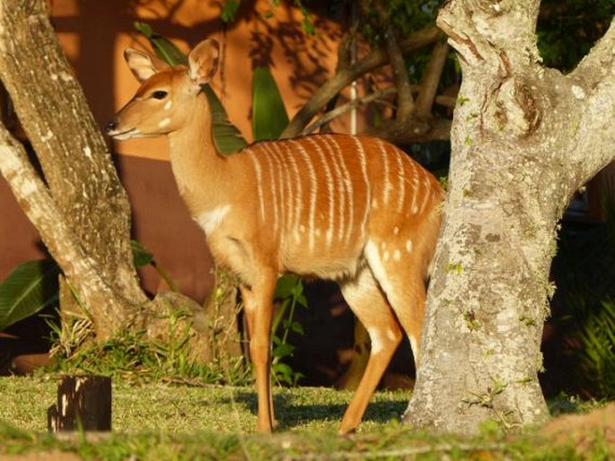 Tragelaphus angasii, nyala nížinná