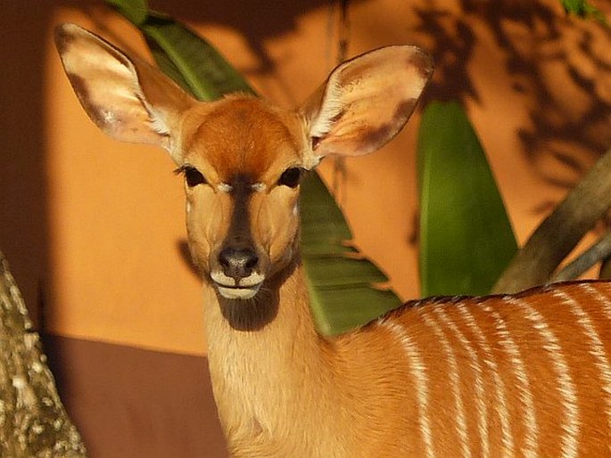 Tragelaphus angasii, nyala nížinná