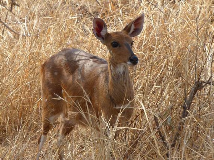 Tragelaphus scriptus, lesoň pestrý