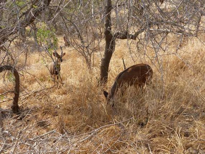 Tragelaphus scriptus, lesoň pestrý