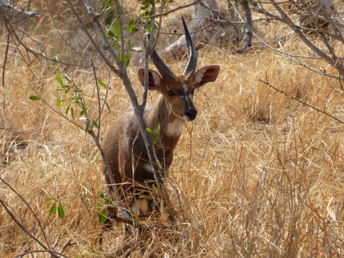 Tragelaphus scriptus, lesoň pestrý