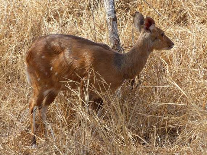 Tragelaphus scriptus, lesoň pestrý