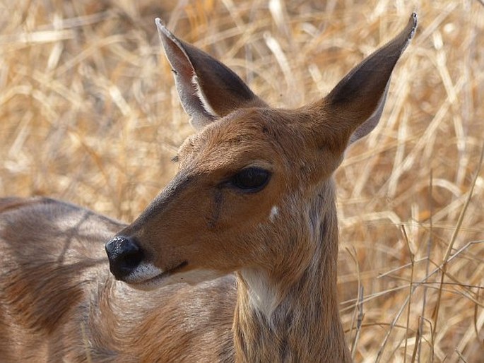 Tragelaphus scriptus, lesoň pestrý