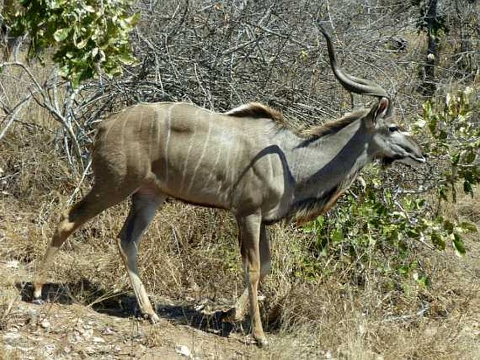 Tragelaphus strepsiceros (Pallas, 1766); kudu velký