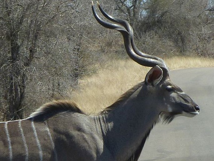 Tragelaphus strepsiceros, kudu velký