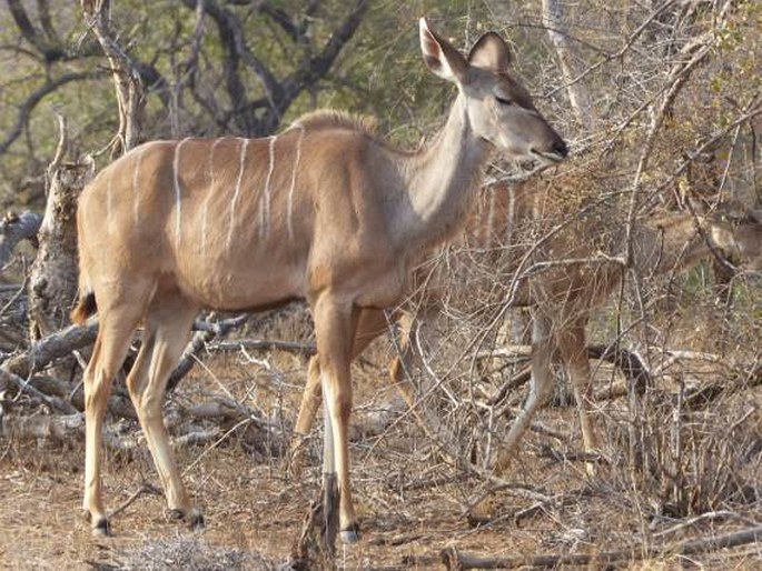 Tragelaphus strepsiceros, kudu velký