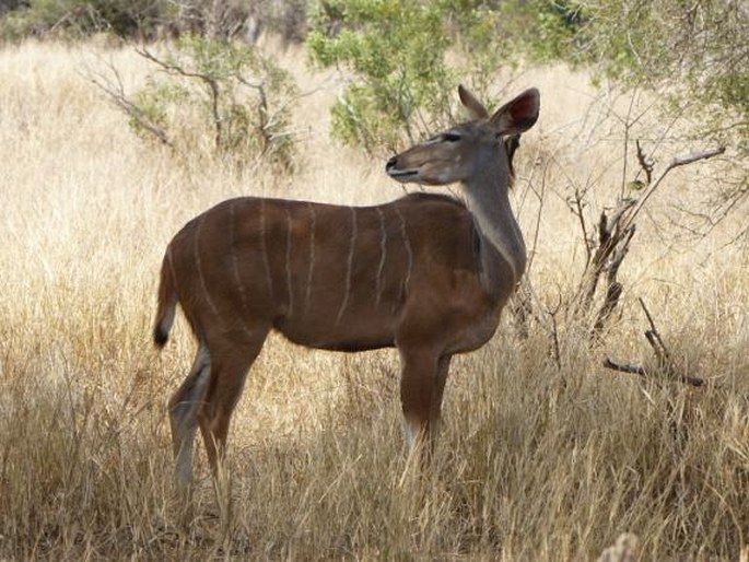 Tragelaphus strepsiceros, kudu velký