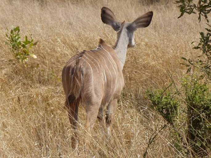 Tragelaphus strepsiceros, kudu velký