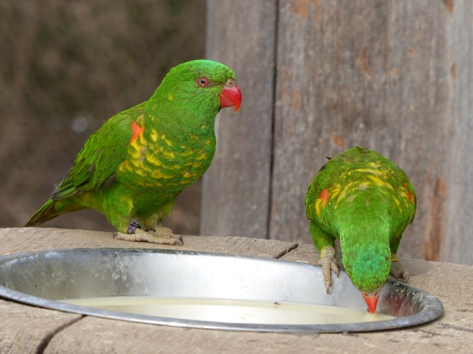 Trichoglossus chlorolepidotus, lori žlutoskvrný