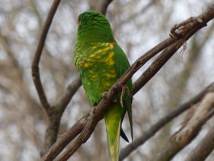 Trichoglossus chlorolepidotus, lori žlutoskvrný