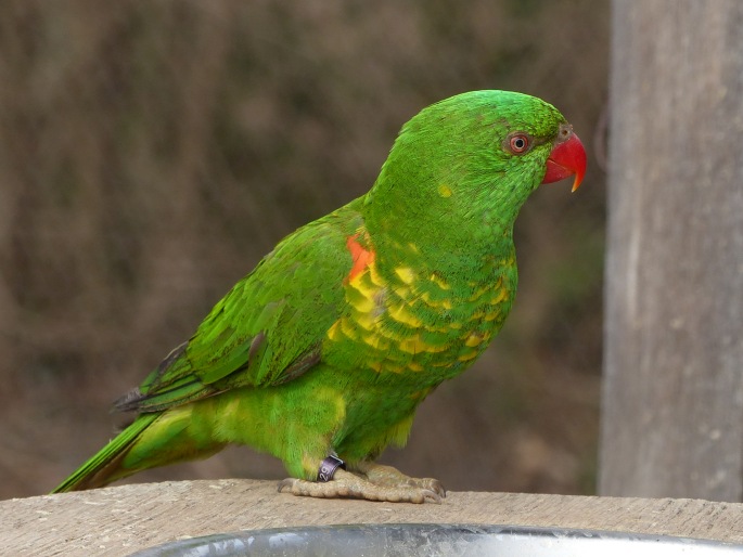 Trichoglossus chlorolepidotus, lori žlutoskvrný