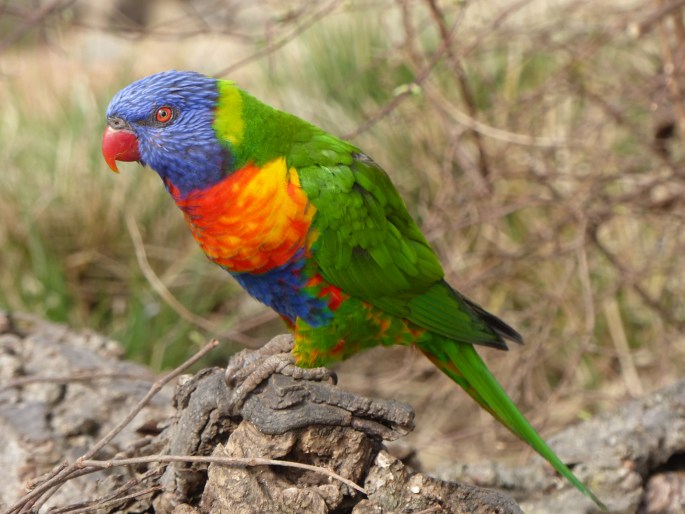 Trichoglossus moluccanus, lori horský