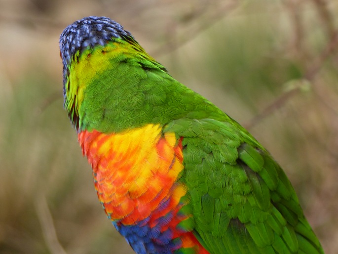 Trichoglossus moluccanus, lori horský