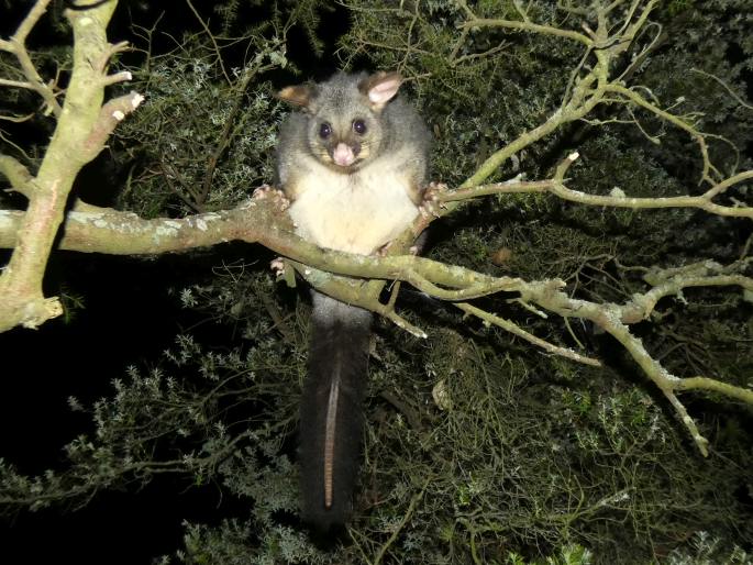 Trichosurus vulpecula, kusu liščí