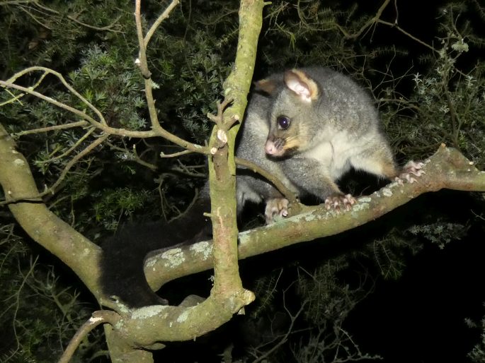 Trichosurus vulpecula, kusu liščí