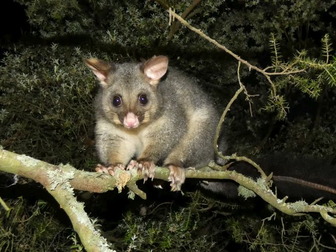 Trichosurus vulpecula, kusu liščí