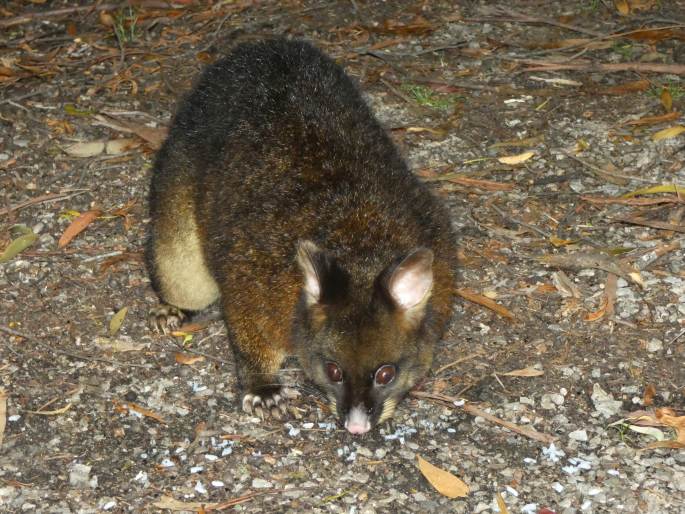 Trichosurus vulpecula, kusu liščí