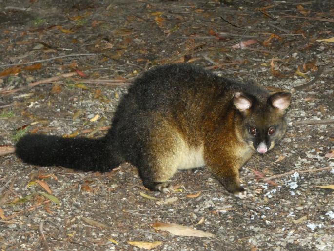 Trichosurus vulpecula, kusu liščí