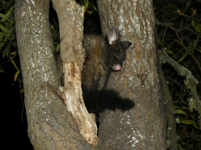 Trichosurus vulpecula, kusu liščí