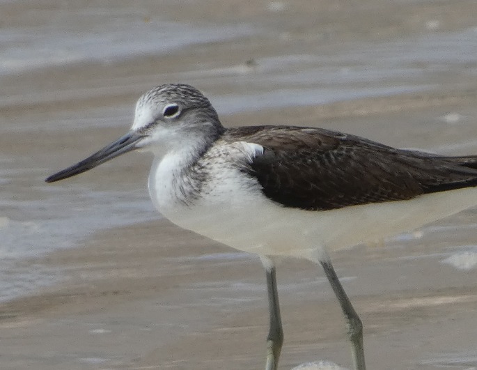 Tringa nebularia, vodouš šedý