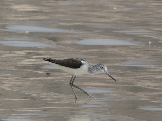 Tringa nebularia, vodouš šedý