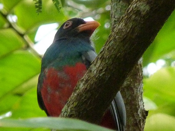 Trogon massena, trogon Massenův