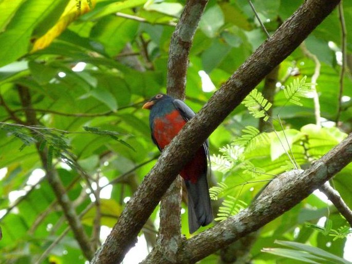 Trogon massena, trogon Massenův