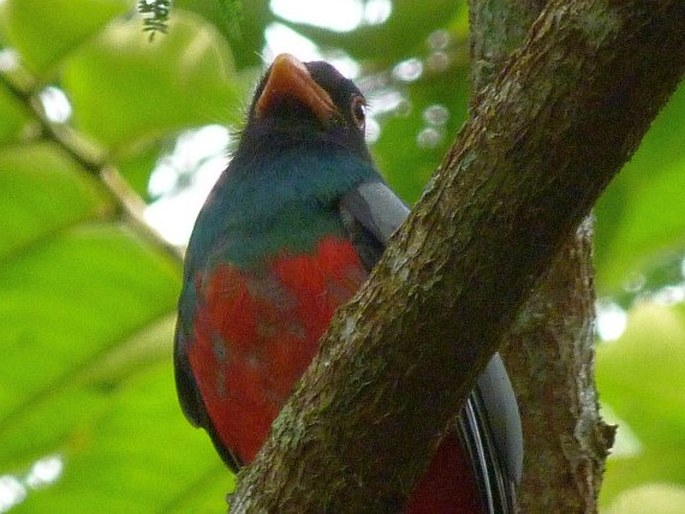 Trogon massena, trogon Massenův