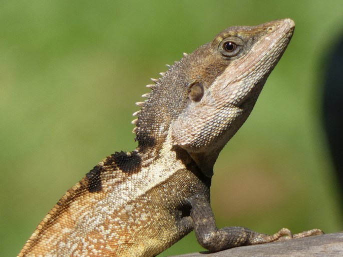 Tropicagama temporalis