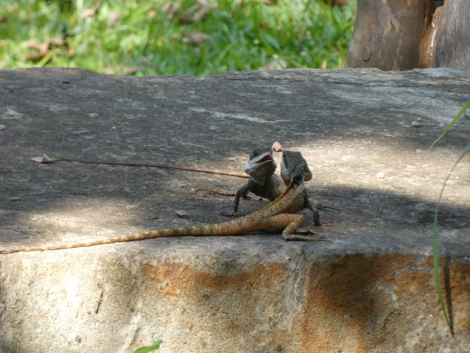 Tropicagama temporalis