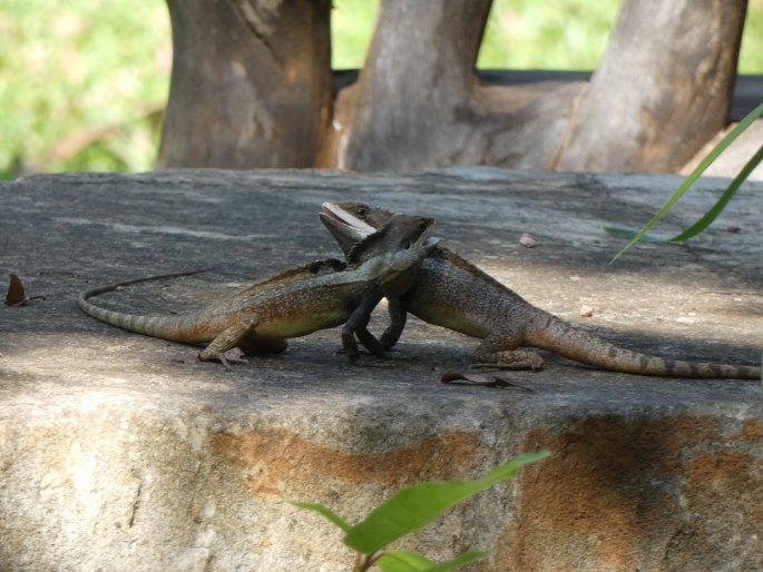 Tropicagama temporalis