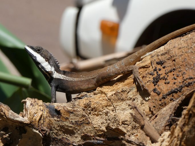 Tropicagama temporalis