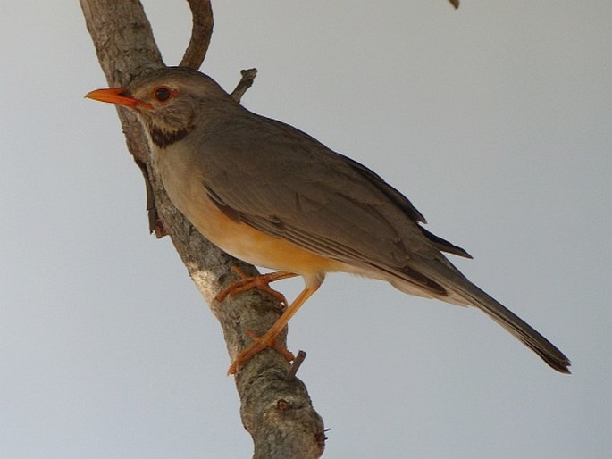 Turdus libonyana, drozd rudozobý