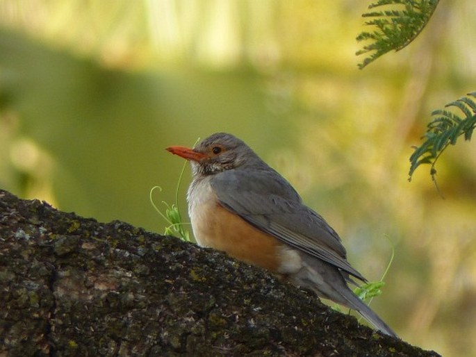 Turdus libonyana, drozd rudozobý