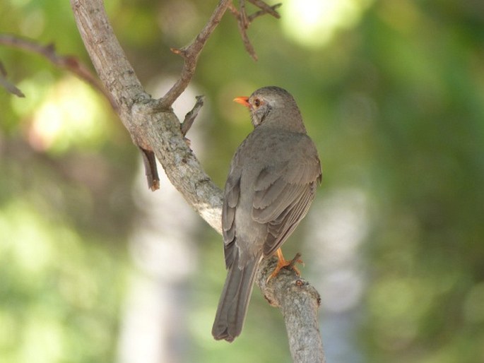 Turdus libonyana, drozd rudozobý