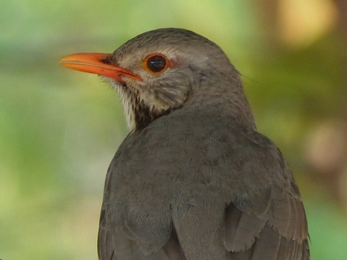 Turdus libonyana, drozd rudozobý