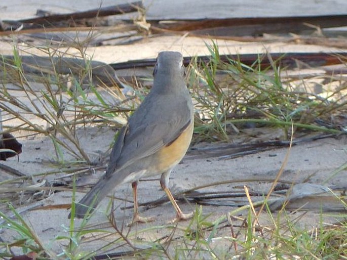 Turdus libonyana, drozd rudozobý