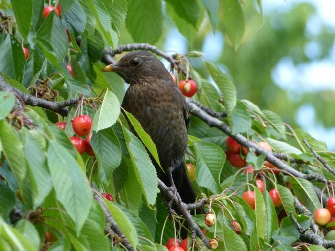 Turdus merula