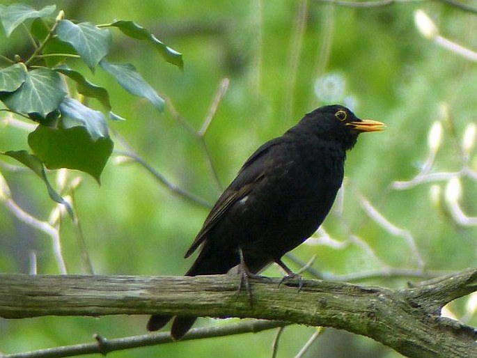 Turdus merula