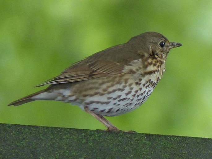 Turdus philomelos, drozd zpěvný