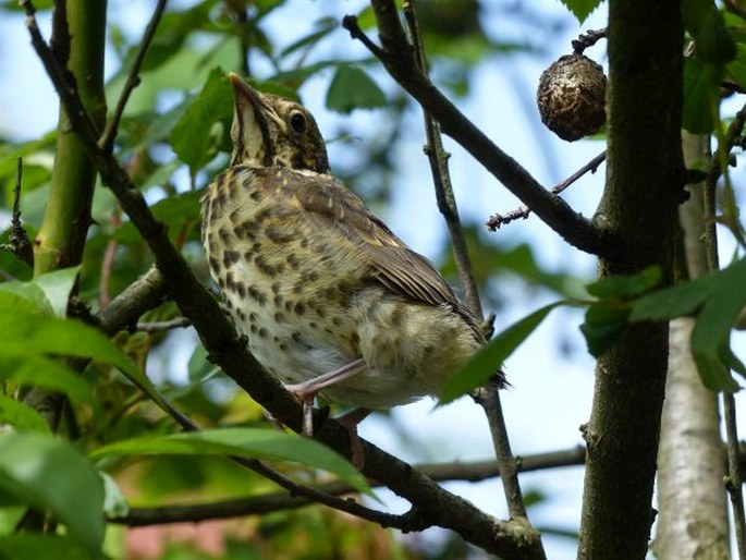 Turdus philomelos, drozd zpěvný