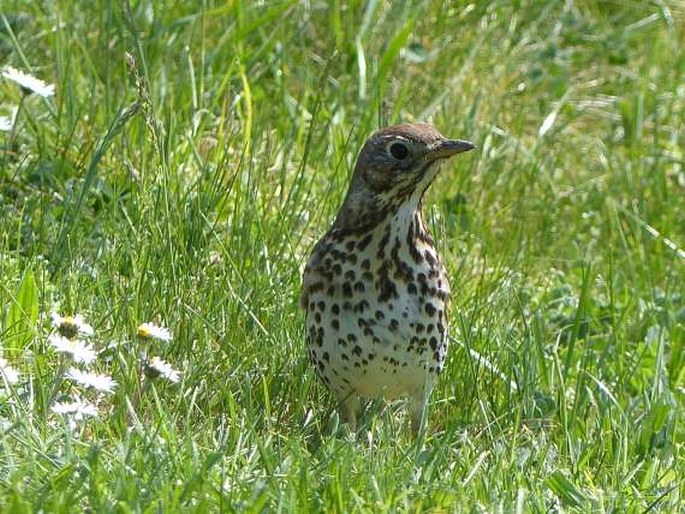 Turdus philomelos, drozd zpěvný