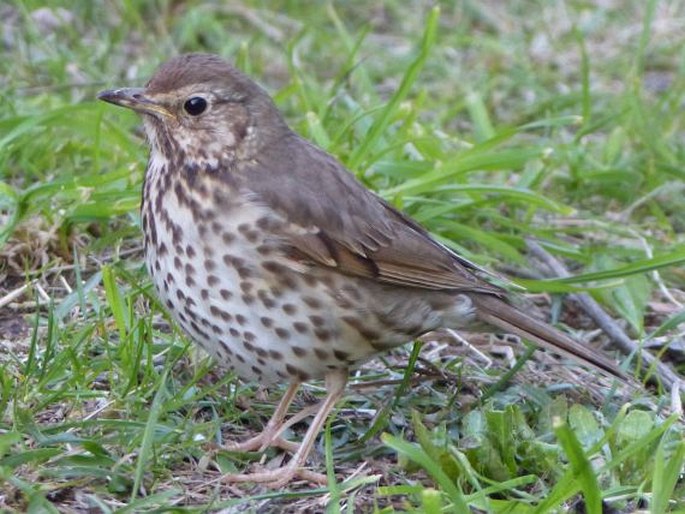 Turdus philomelos, drozd zpěvný